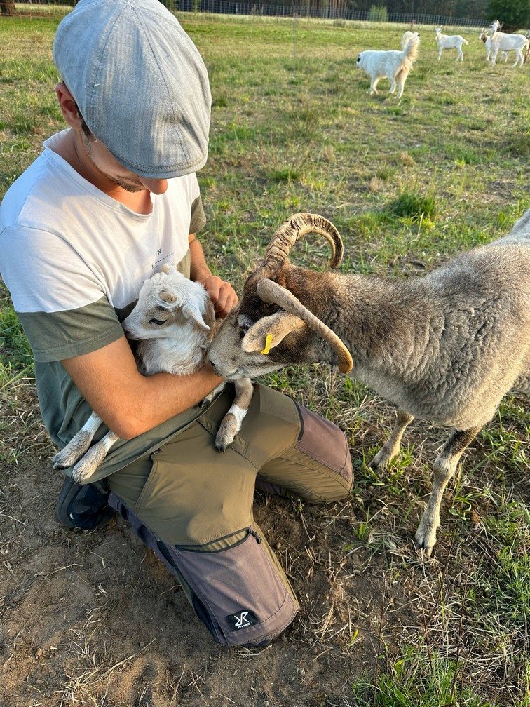 Schaf und Ortsschild Beispiel